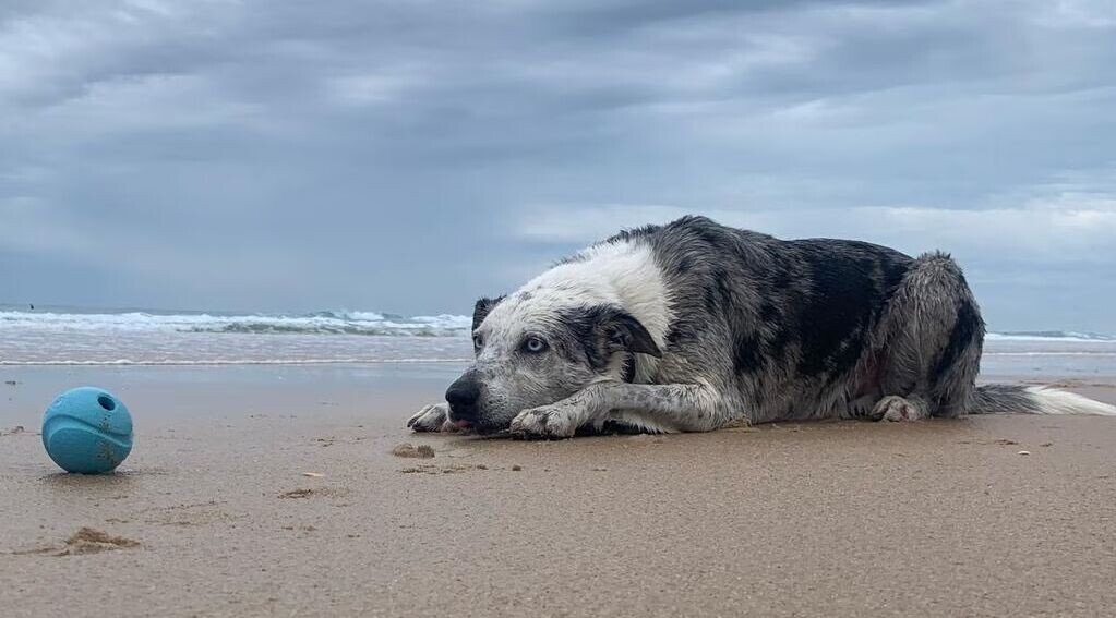 澳洲樹熊搜救犬貝爾