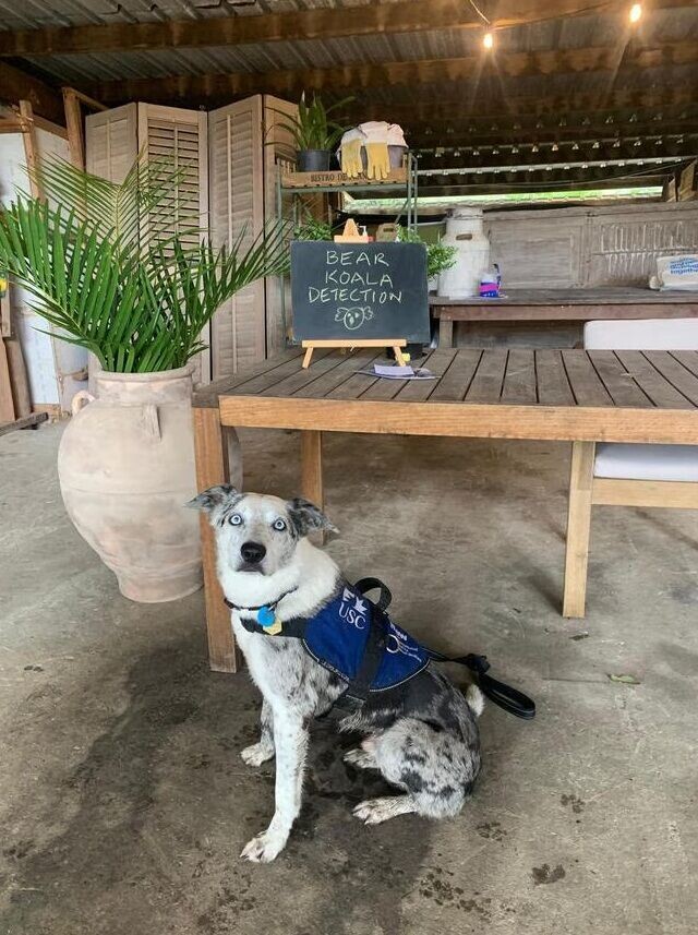 澳洲樹熊搜救犬貝爾