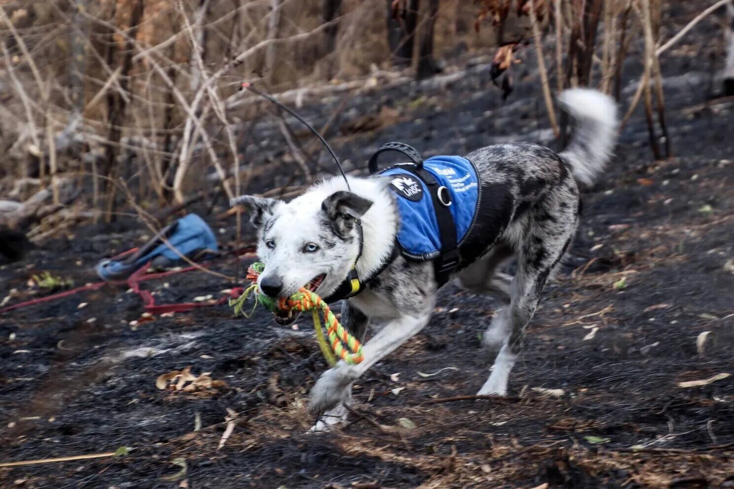 澳洲樹熊搜救犬貝爾