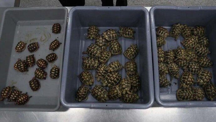 43隻為陸龜科陸龜屬赫爾曼陸龜,15隻為陸龜科南美陸龜屬紅腿陸龜。(微博)