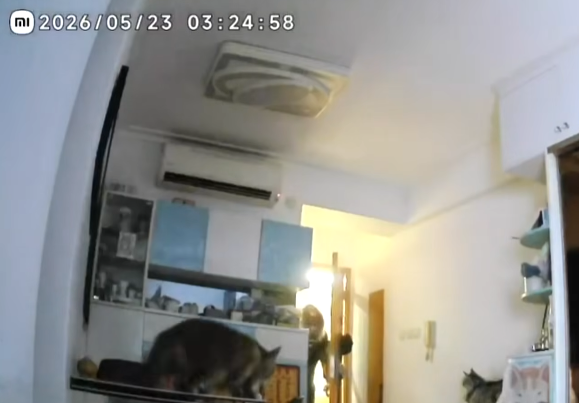一名經營奢侈品的女事主指位於青衣家中的名牌手袋及名錶被假扮外賣員的南亞裔男子用密碼進入爆竊。(東張西望)