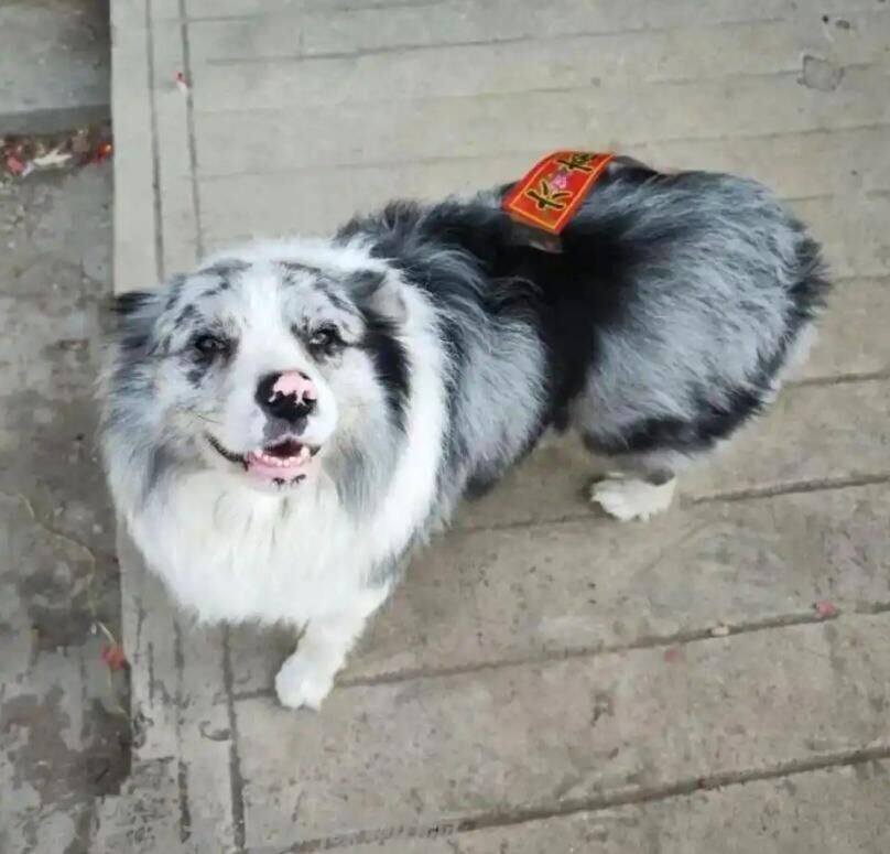 網紅邊境牧羊犬「鋤頭」擁百萬粉絲。(圖/翻攝大河報)