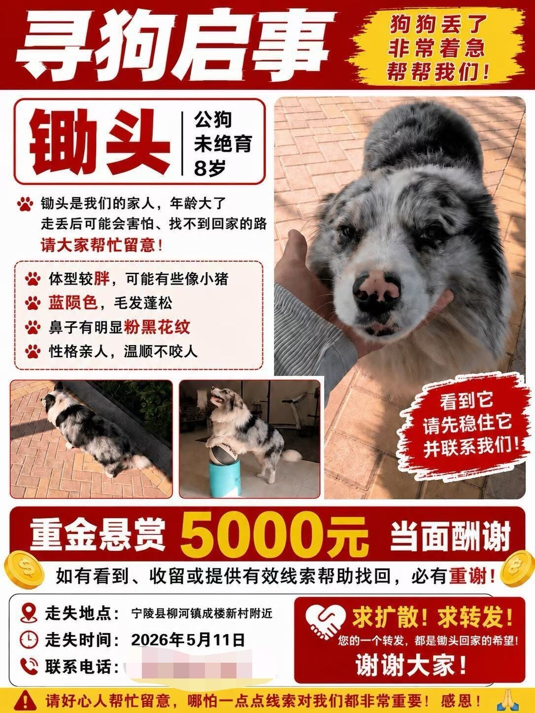 河南百萬網紅狗狗被偷賤賣宰殺 飼主:絕不和解