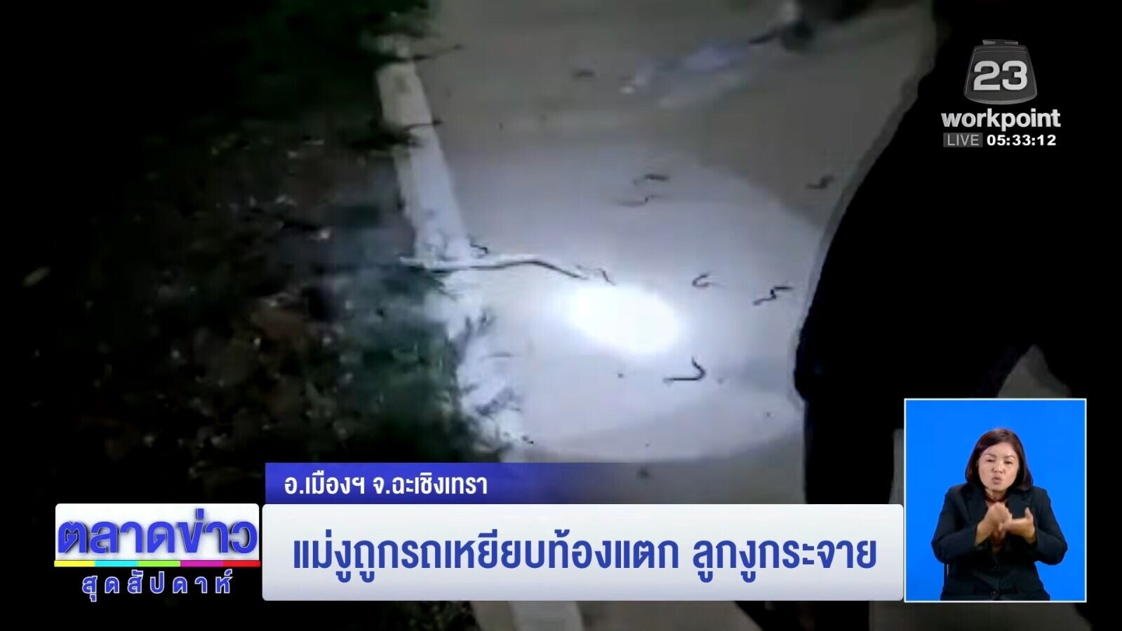 懷孕母蛇被輾斃(左方),腹中數十條小蛇散落路面