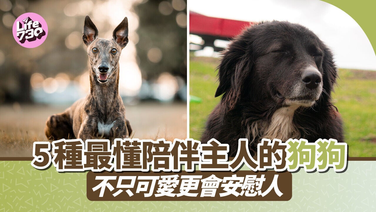 不只可愛更會安慰人 5種最懂陪伴主人的狗狗