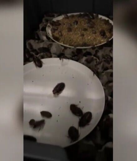 澳洲巨型蟑螂