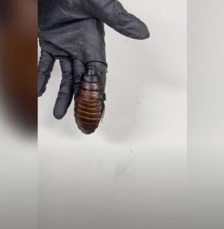 澳洲巨型蟑螂
