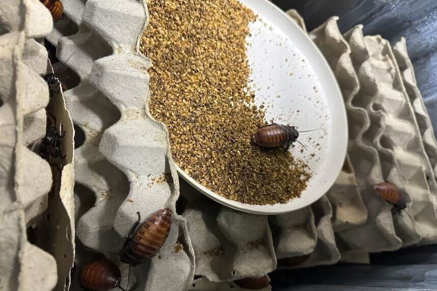 澳洲巨型蟑螂