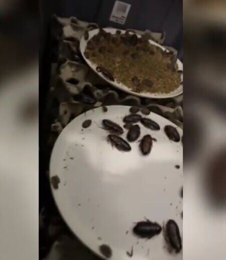 澳洲巨型蟑螂