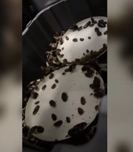 澳洲巨型蟑螂