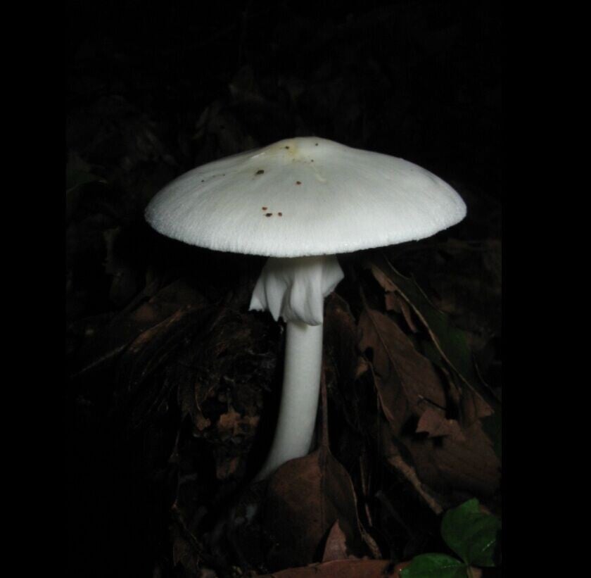 含劇毒的白毒鵝膏菌