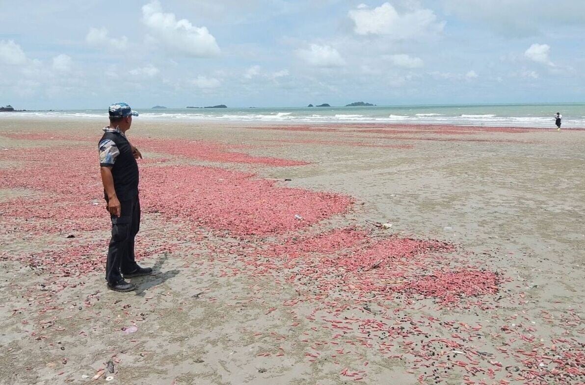 粉紅刺海參