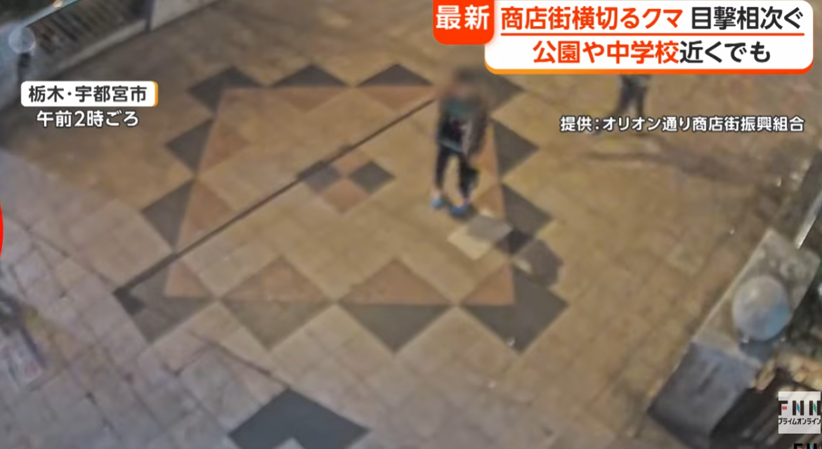 日本熊