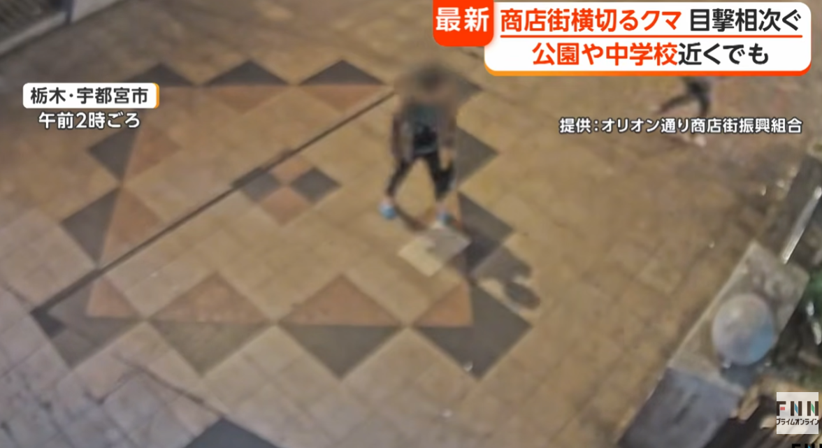 日本熊