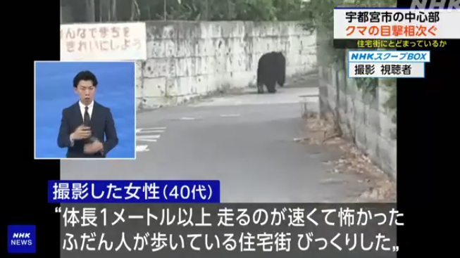 日本熊