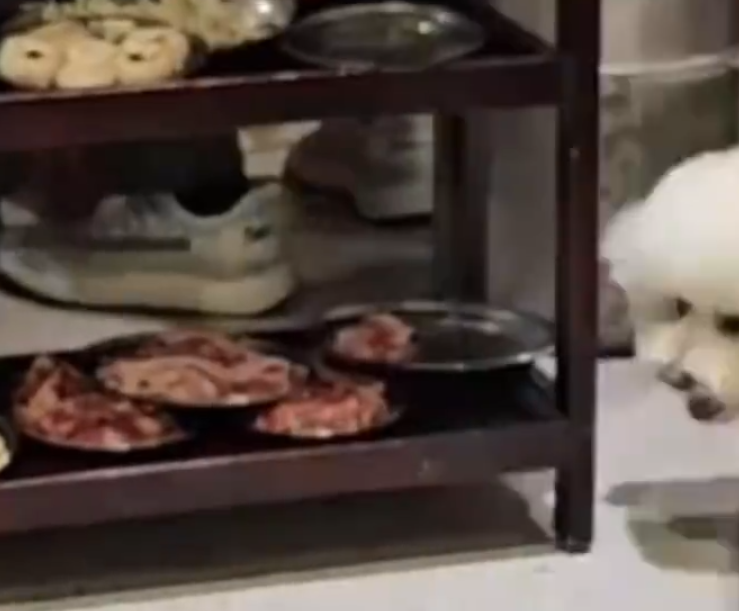 湖南省衡陽市一間烤肉店有顧客攜帶入店的寵物狗偷食鄰桌餐車上一整盤生肉,烤肉店銷毀及更換全店餐具,及停業三天整改。(影片截圖)