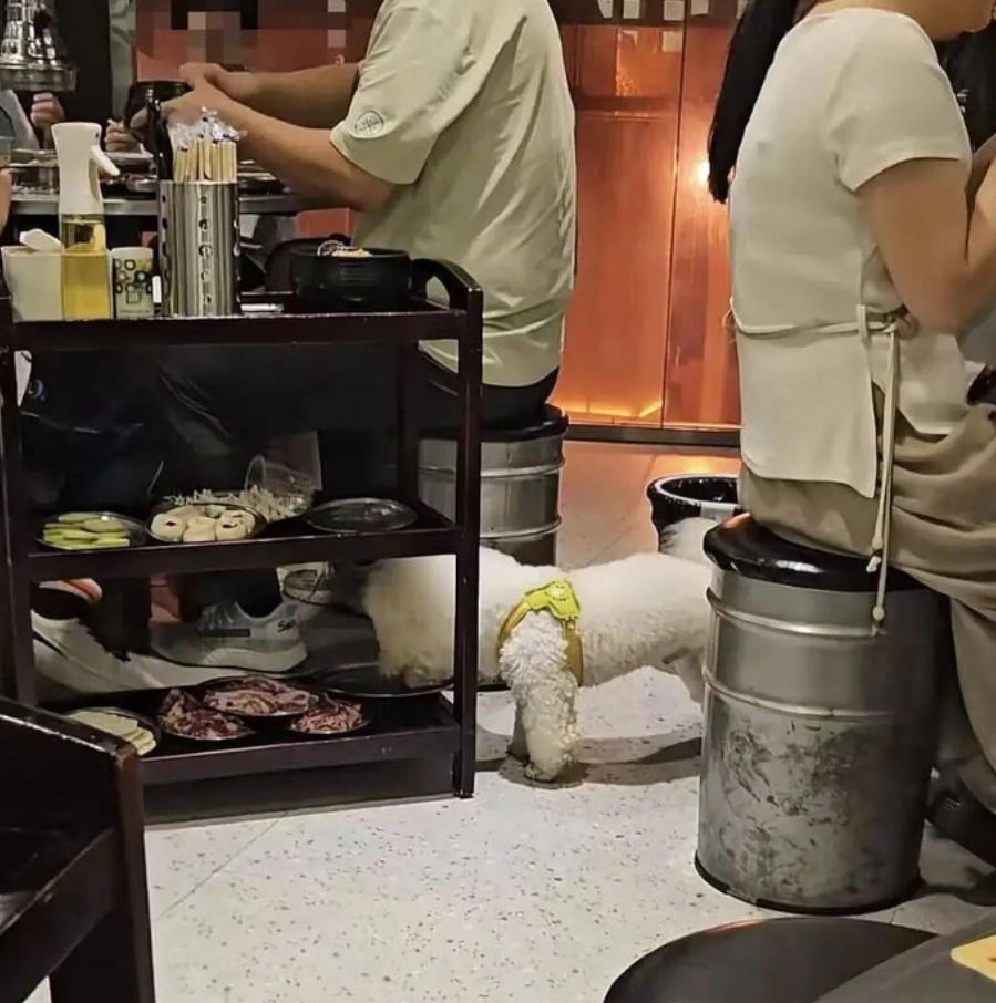 湖南省衡陽市一間烤肉店有顧客攜帶入店的寵物狗偷食鄰桌餐車上一整盤生肉,烤肉店銷毀及更換全店餐具,及停業三天整改。(影片截圖)