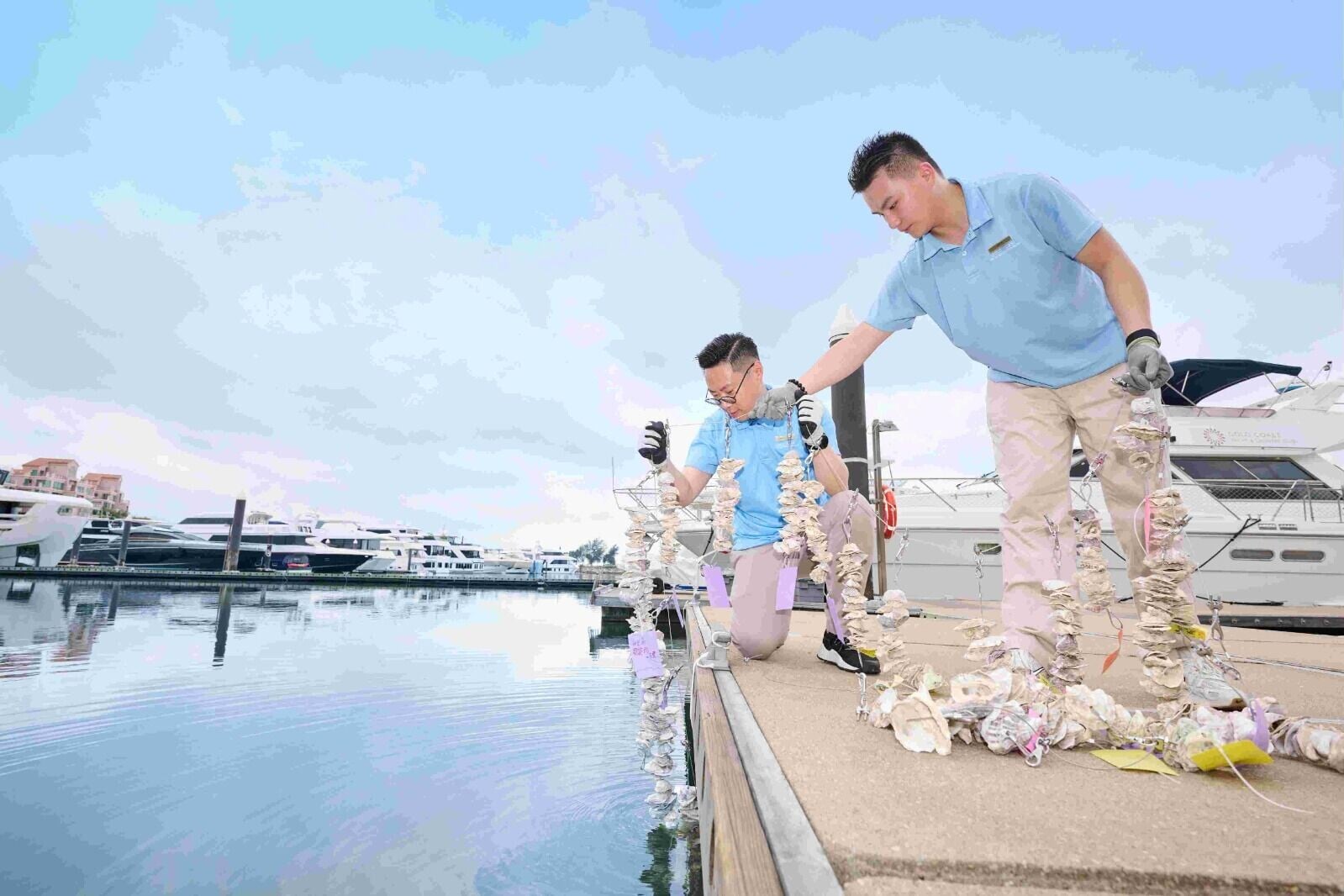 於黃金海岸遊艇碼頭投放約300組蠔殼串,作為蠔礁修復教育的實踐場景。