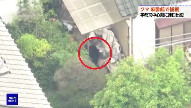 日本熊出沒