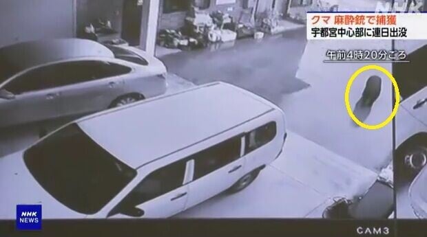 日本熊出沒