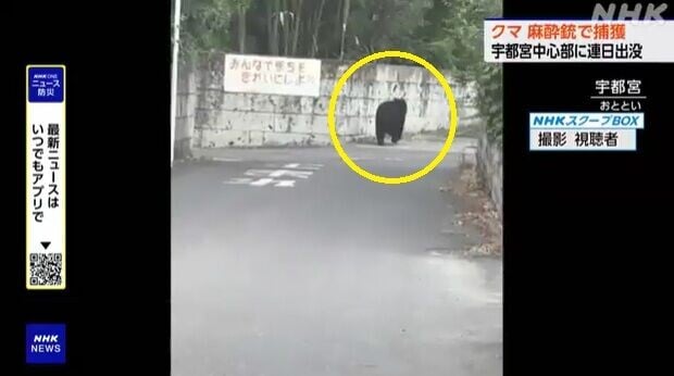 日本熊出沒