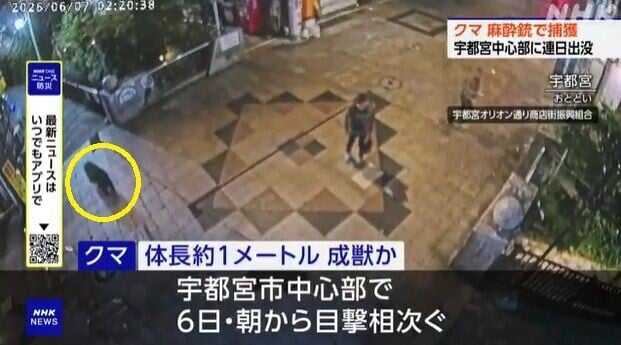 日本熊出沒