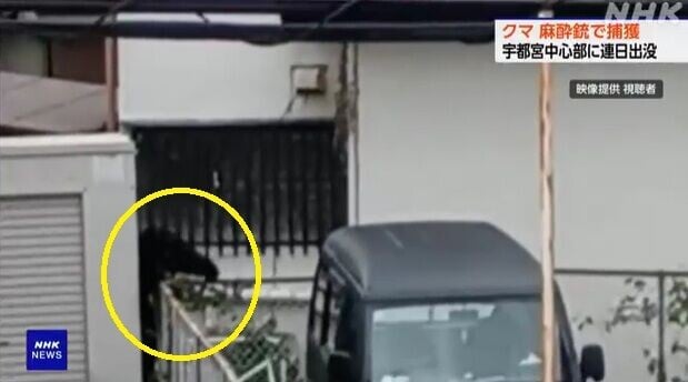 日本熊出沒