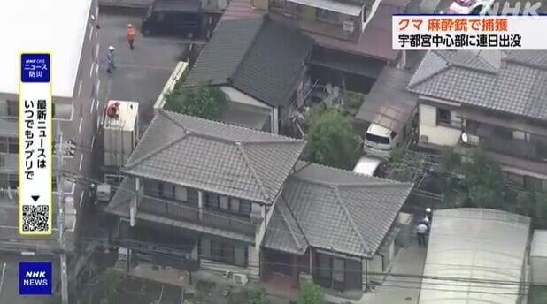 日本熊出沒