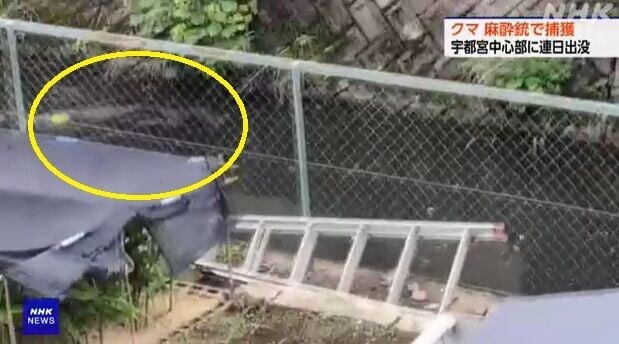 日本熊出沒