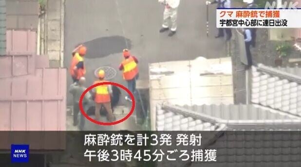 日本熊出沒