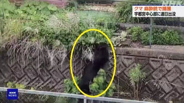 日本熊出沒