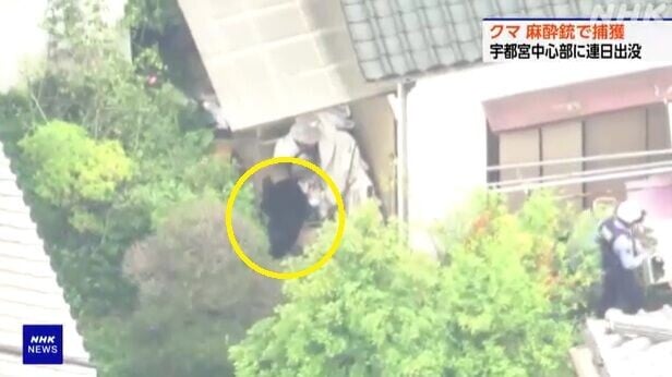 日本熊出沒