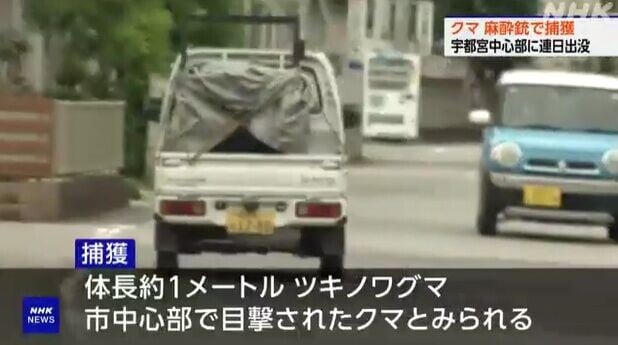 日本熊出沒