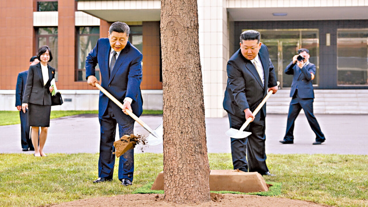 習近平和金正恩共同種下一株樅樹。(新華社)