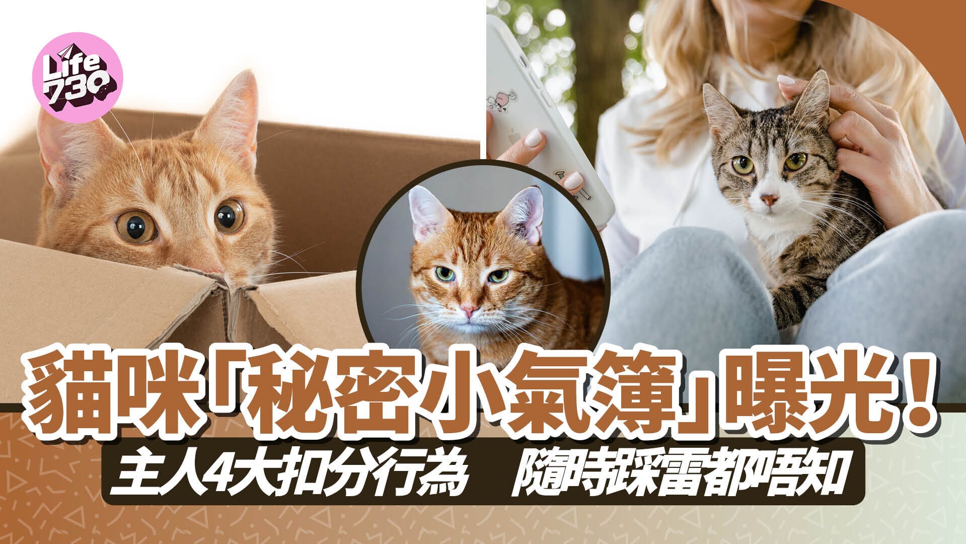 貓咪「秘密小氣簿」曝光！主人4大扣分行為　隨時踩雷都唔知