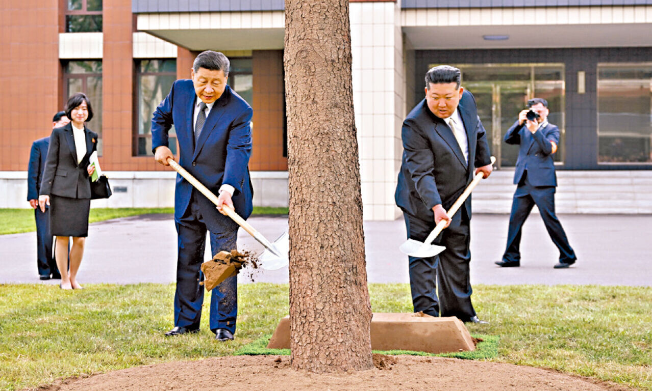 習近平和金正恩共同種下一株樅樹。(新華社)