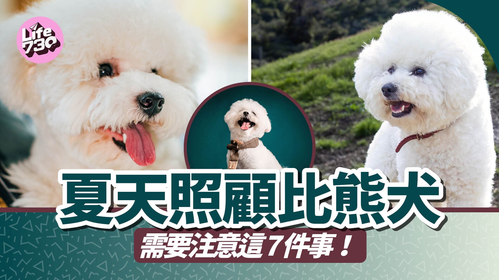 夏天照顧比熊犬需要注意這7件事！