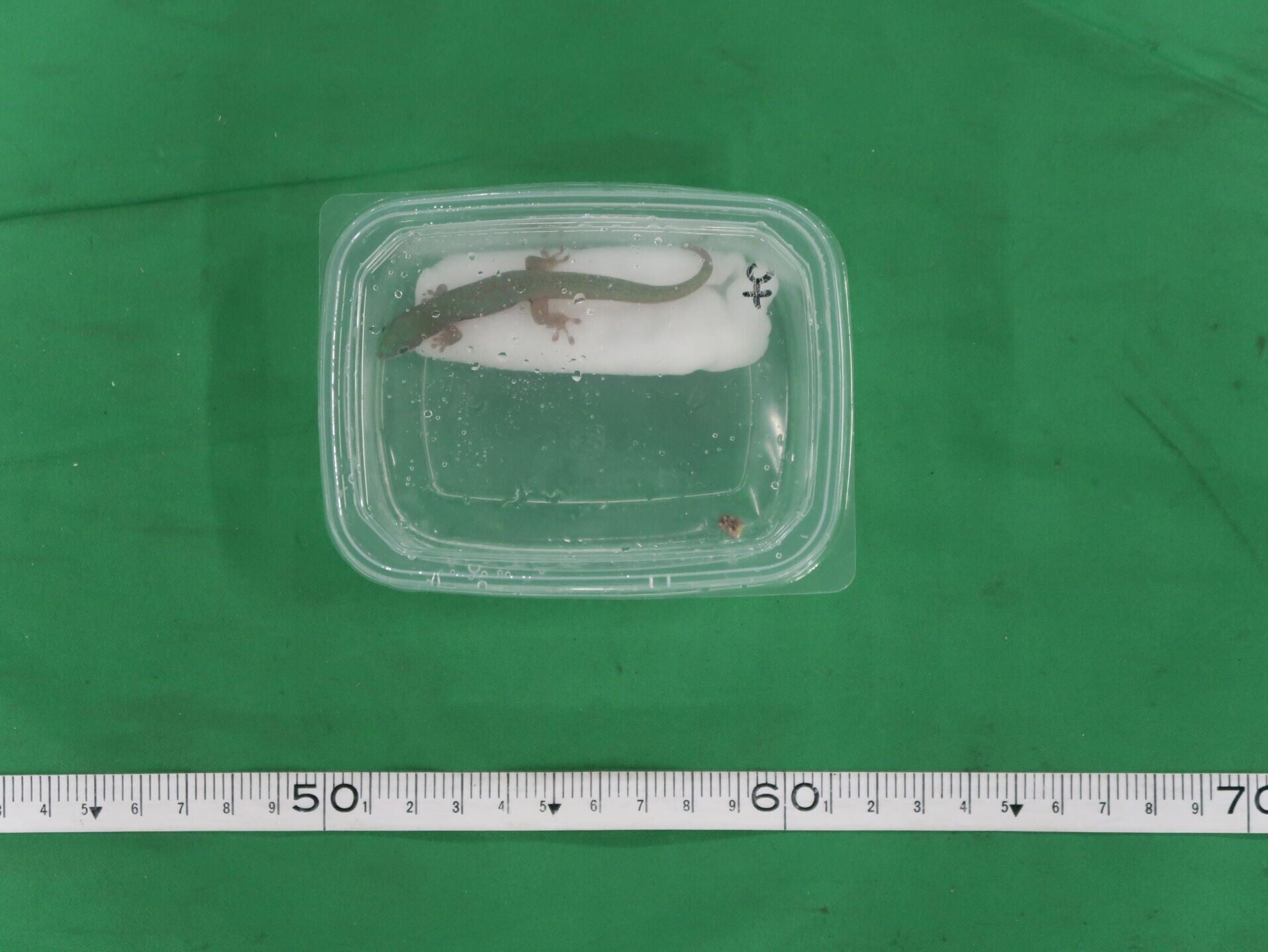 男子涉非法進口附錄II瀕危物種罪及一項殘酷對待動物罪名被捕。