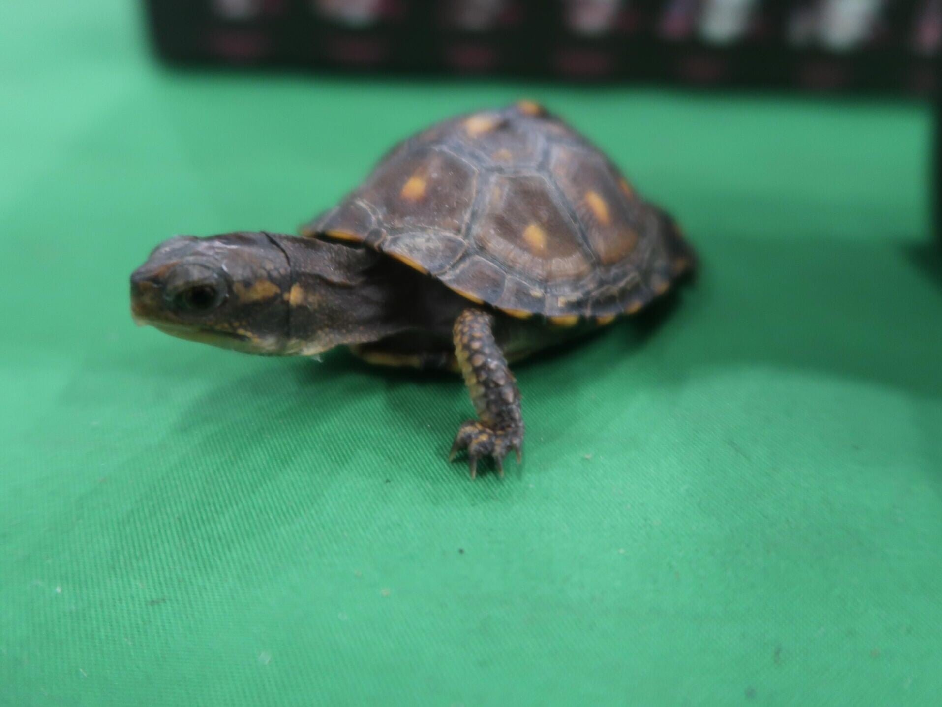 男子涉非法進口附錄II瀕危物種罪及一項殘酷對待動物罪名被捕。