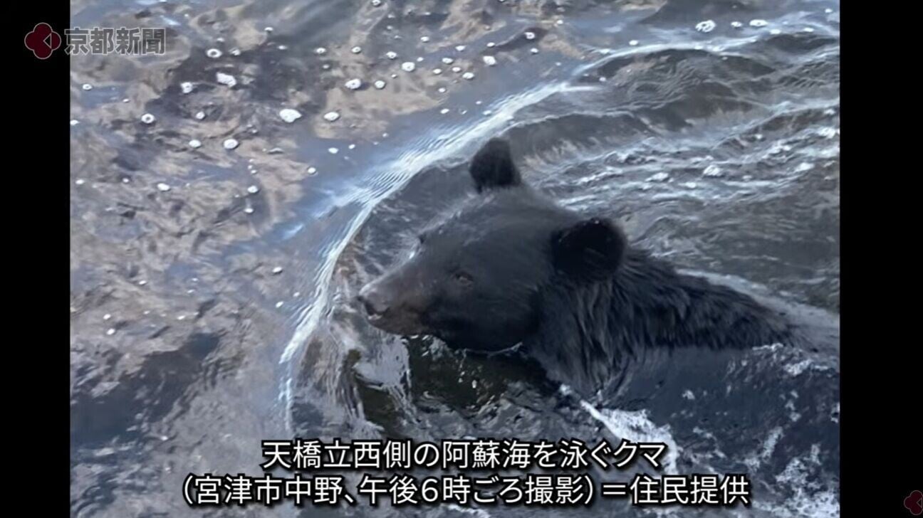 日本京都天橋立熊出沒