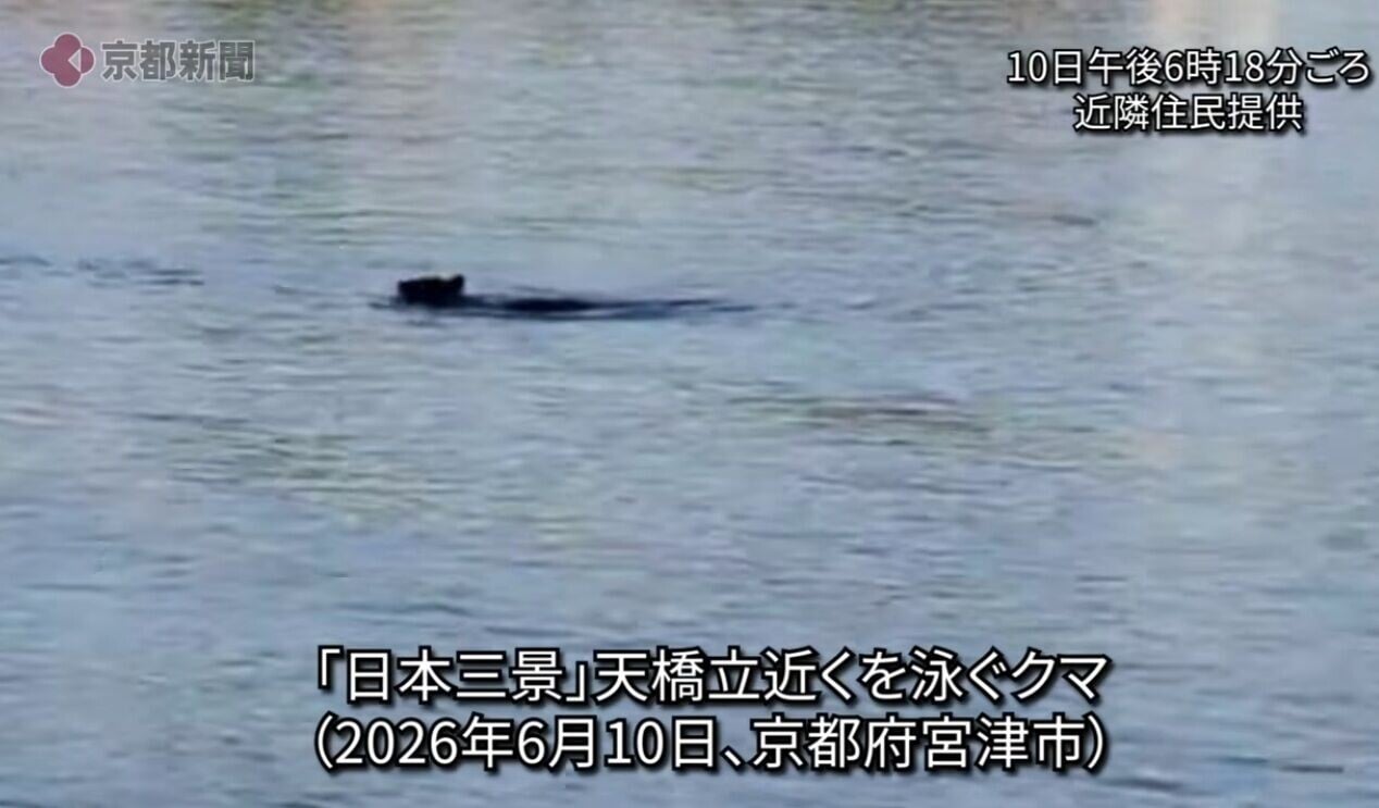 日本京都天橋立熊出沒