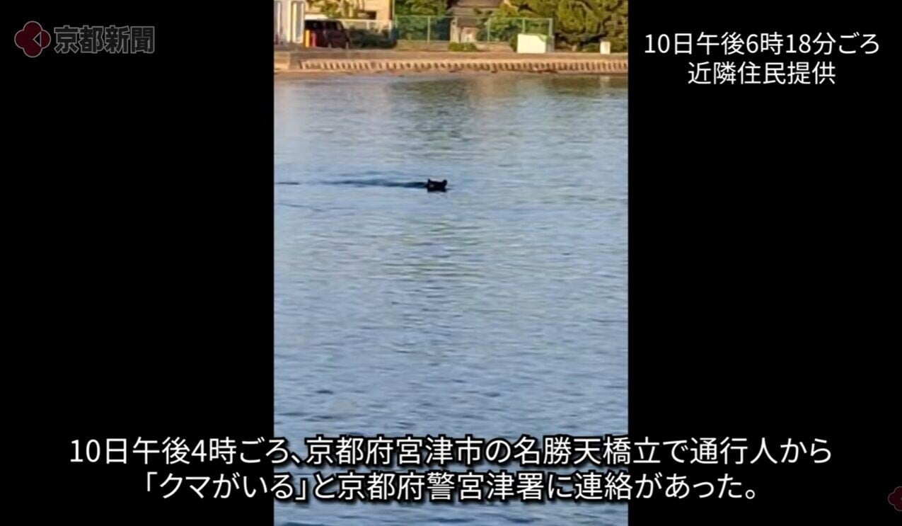 日本京都天橋立熊出沒