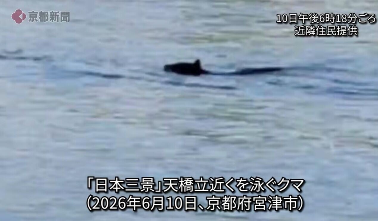 日本京都天橋立熊出沒