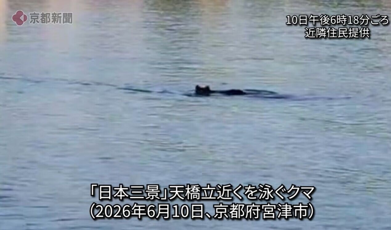 日本京都天橋立熊出沒