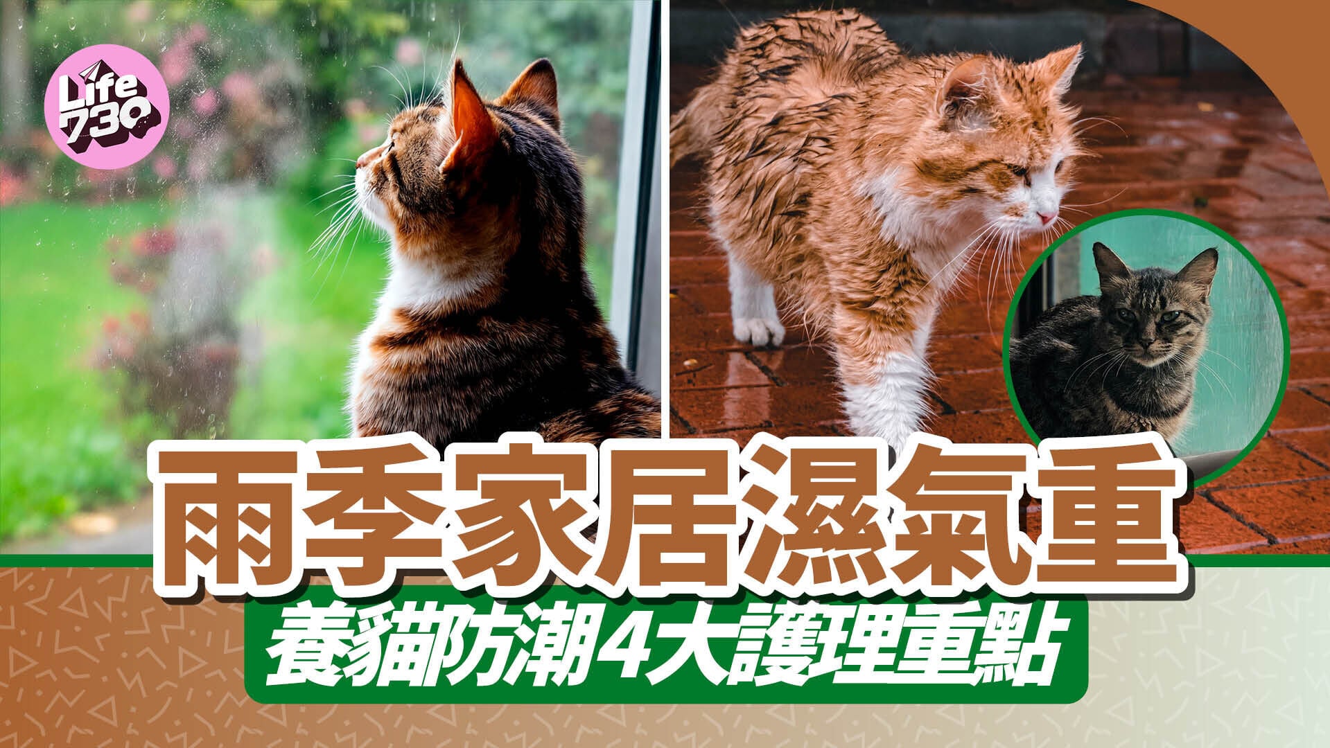 雨季家居濕氣重｜養貓防潮4大護理重點