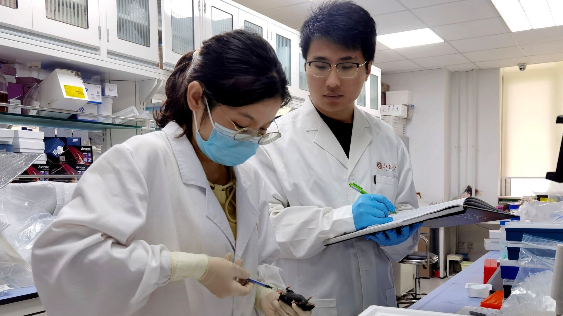研究人員在北京大學未來技術學院實驗室內給小鼠注射靶向泌乳素受體的單克隆抗體新藥HMI-115。(新華社)