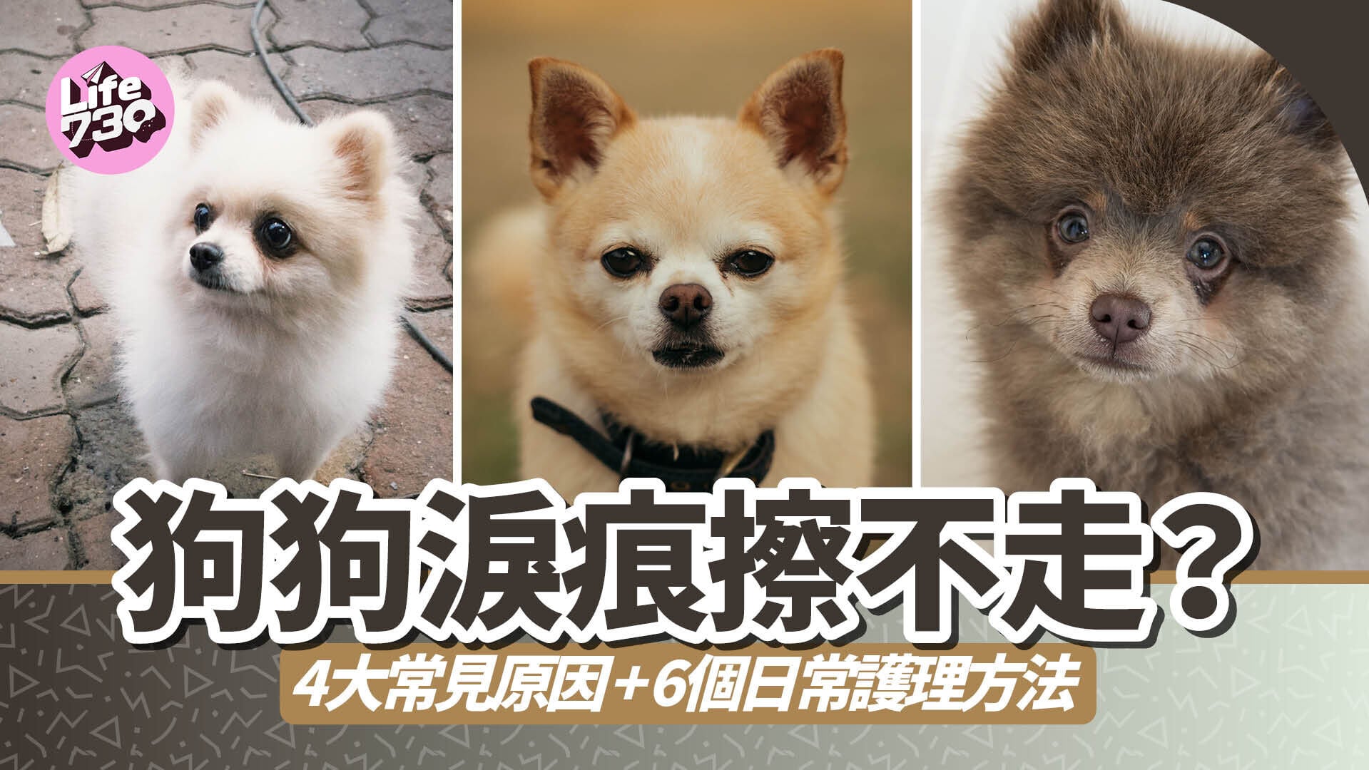 狗狗淚痕擦不走？4大常見原因 + 6個日常護理方法