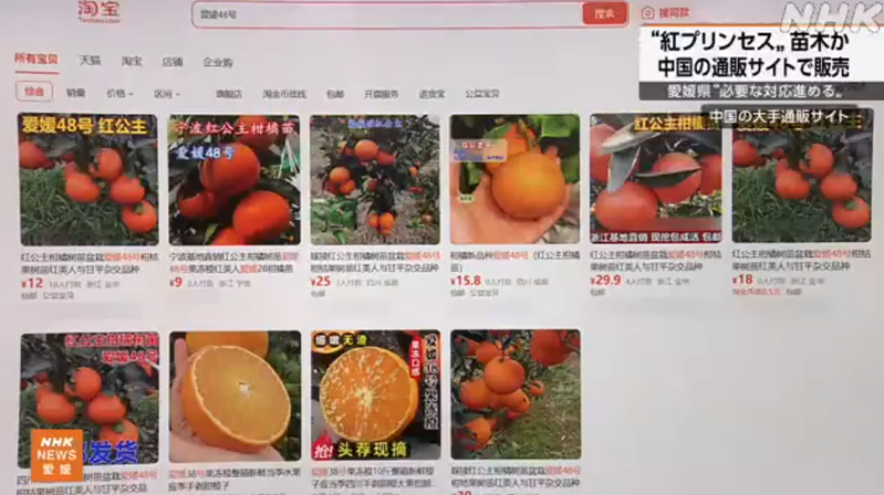 日本柑橘