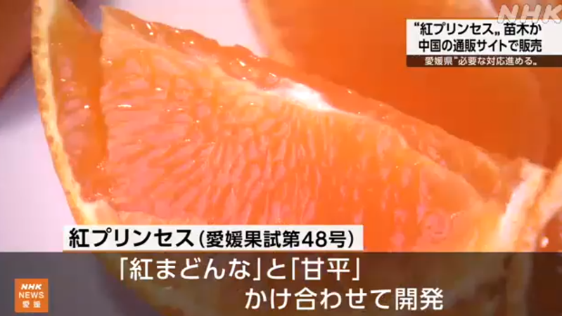 日本柑橘