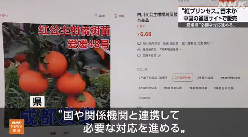 日本柑橘